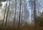 UGA doctoral student Santiago Perea deploys an acoustic bat detector in forest research area. (Submitted photo)