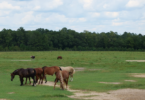 Mustangs graze in a pasture at Wild Mustang Ranch