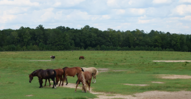 Mustangs graze in a pasture at Wild Mustang Ranch