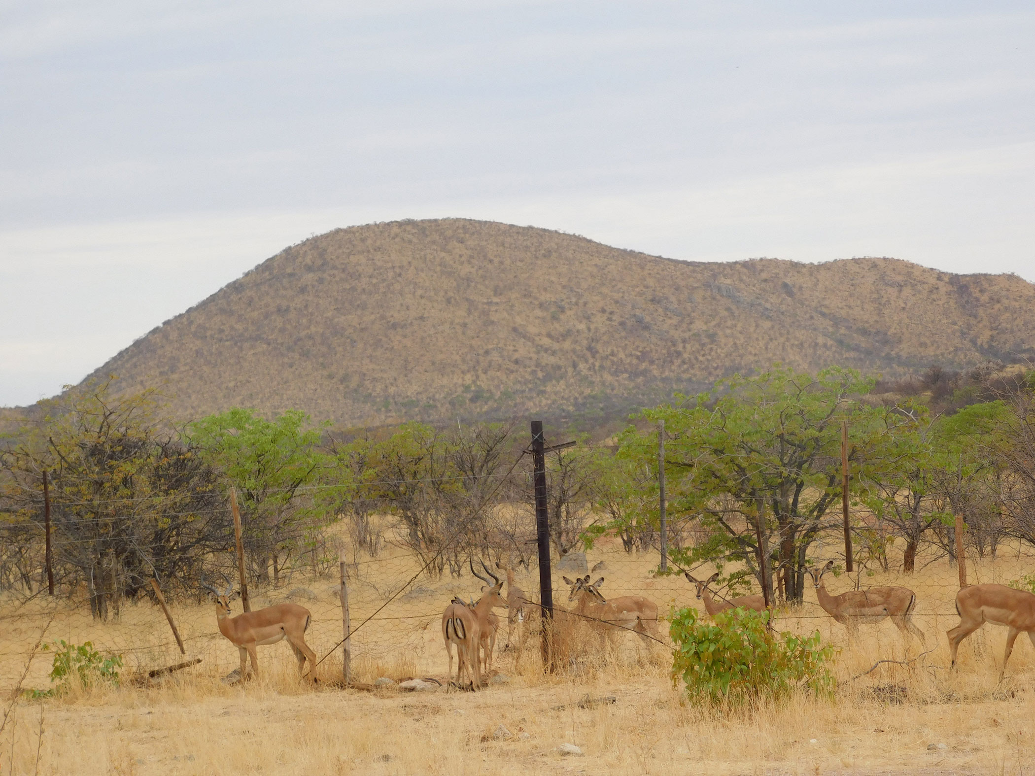 Antelope gather around a fence in Namibia. 