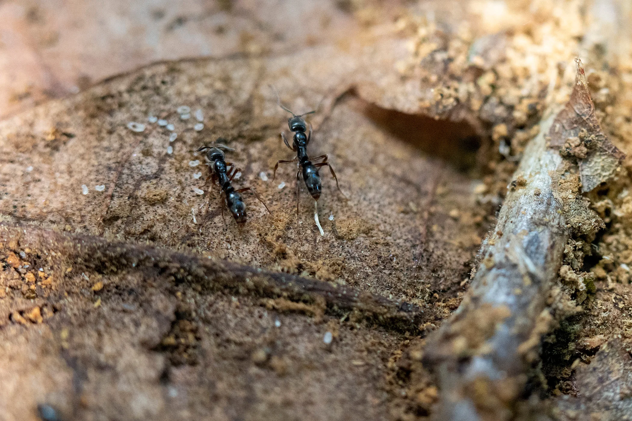 Two Asian needle ants move across a patch of dirt and leaf litter.
