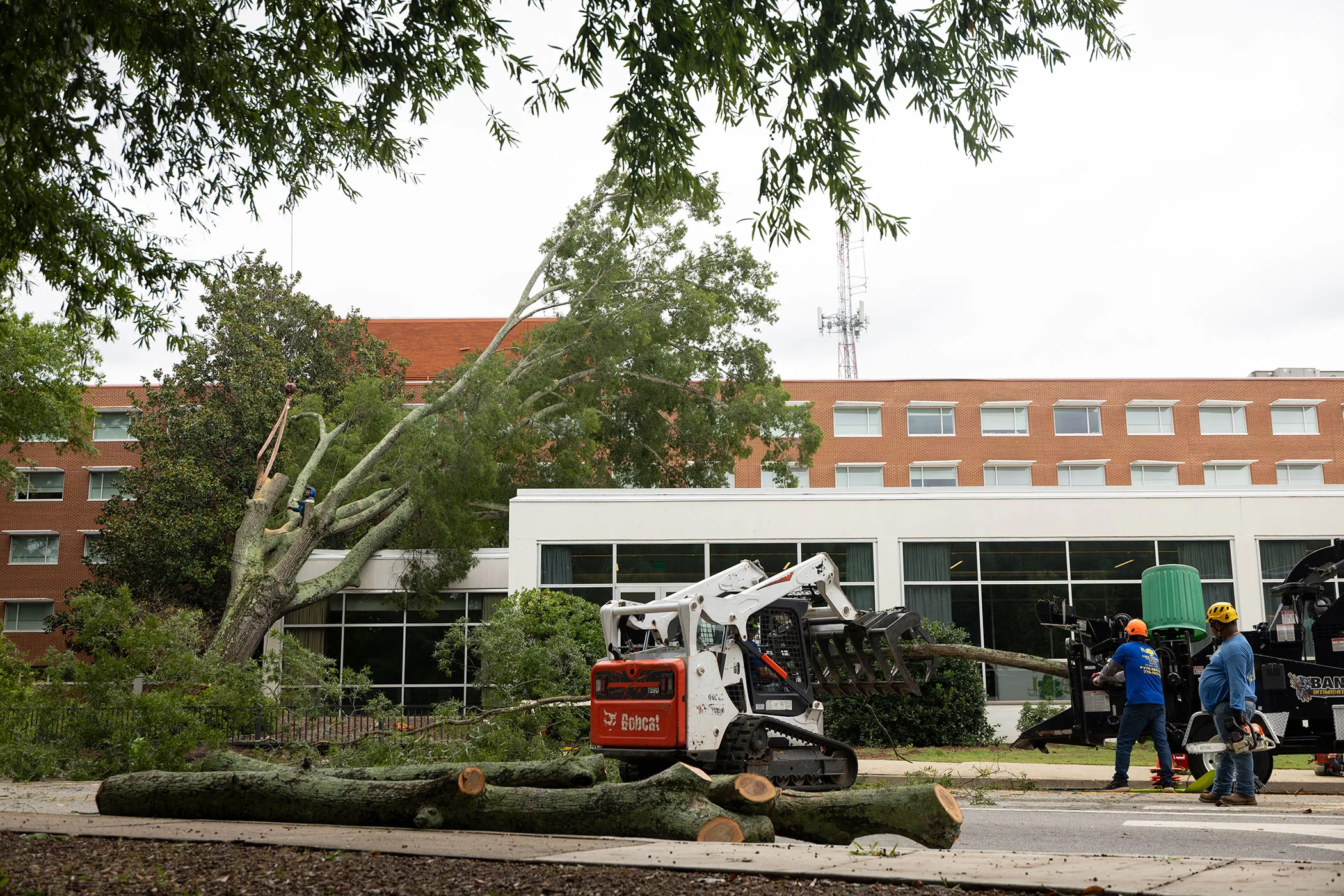 Contractors use a wood chipper to grind up limbs while removing a large tree from the side of the Georgia Center for Continuing Education.