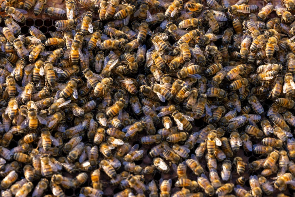 Yes, killer bees are back. No, you shouldn’t panic.