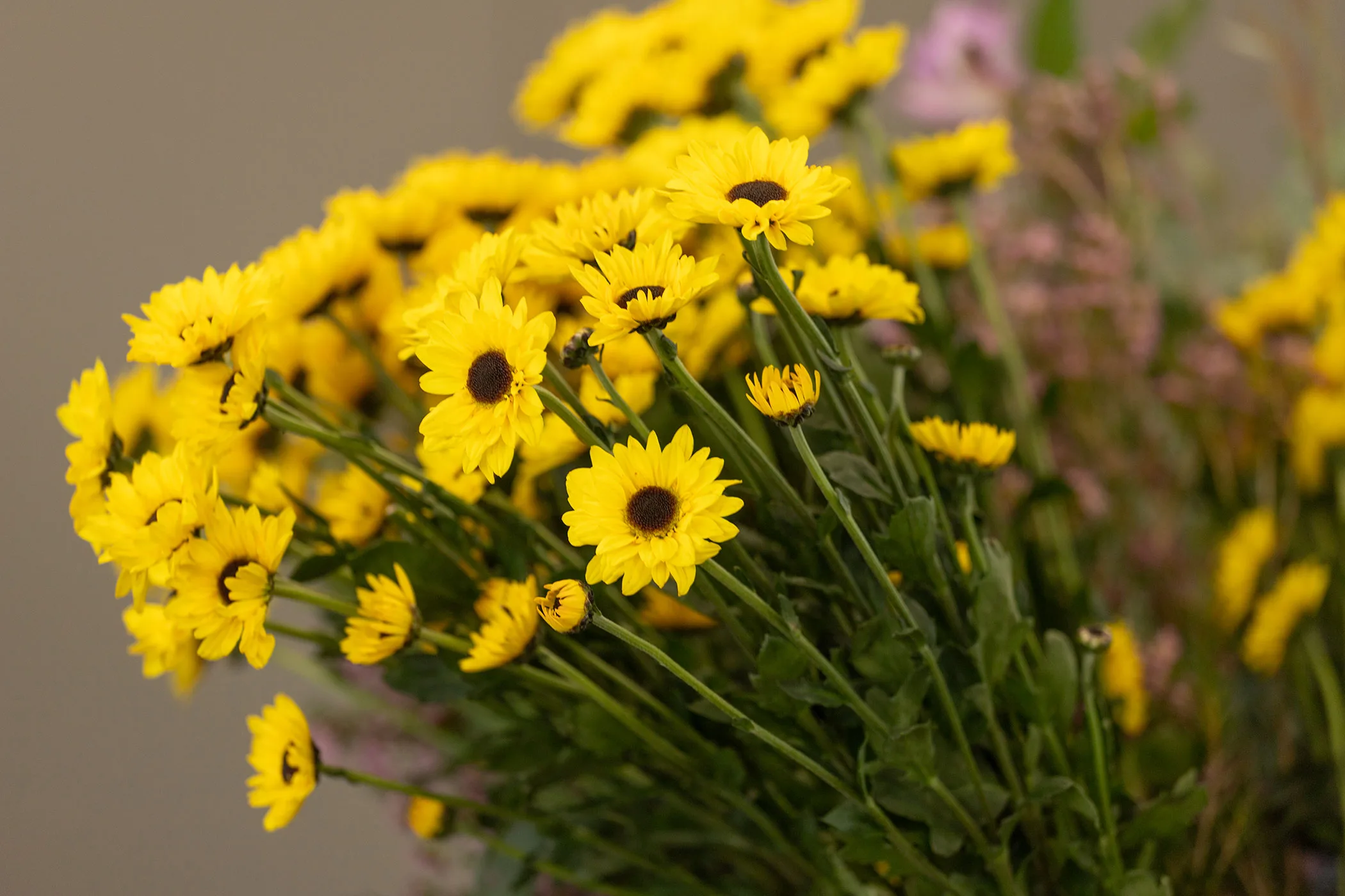 A close-up photo of small yellow flowers with dark brown-black centers in a bouquet.