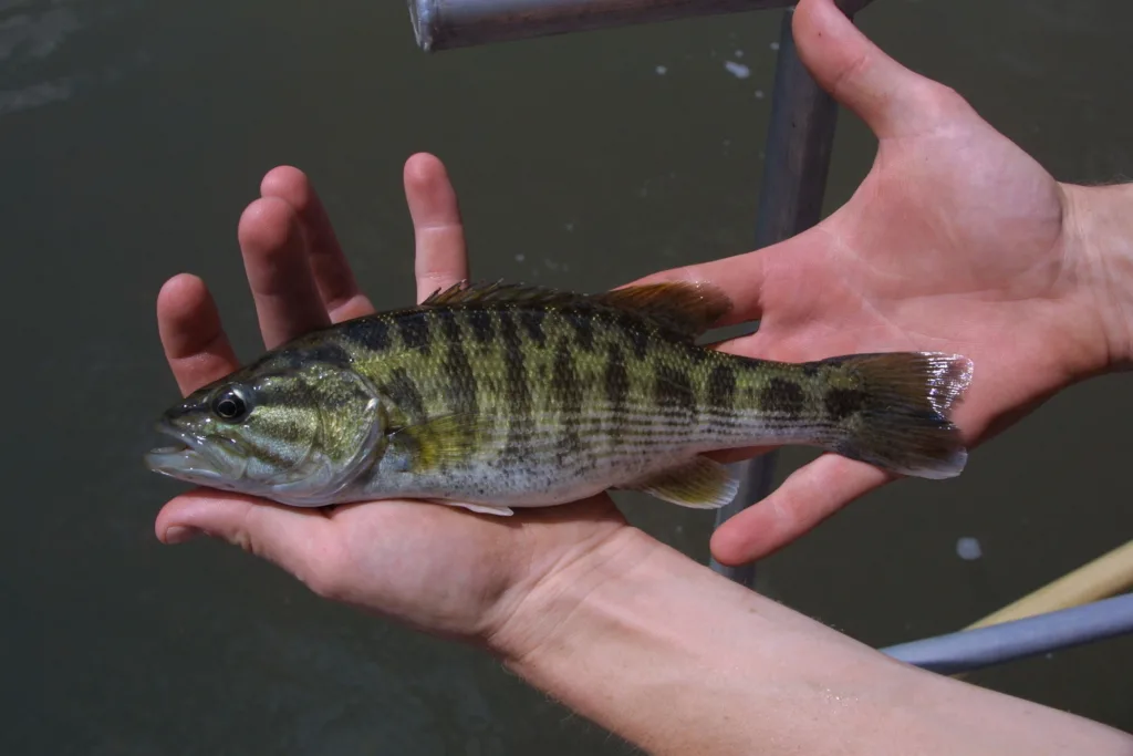 UGA ecologists document two new species of bass