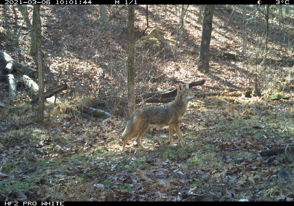 Coyote populations surge, rebound quickly