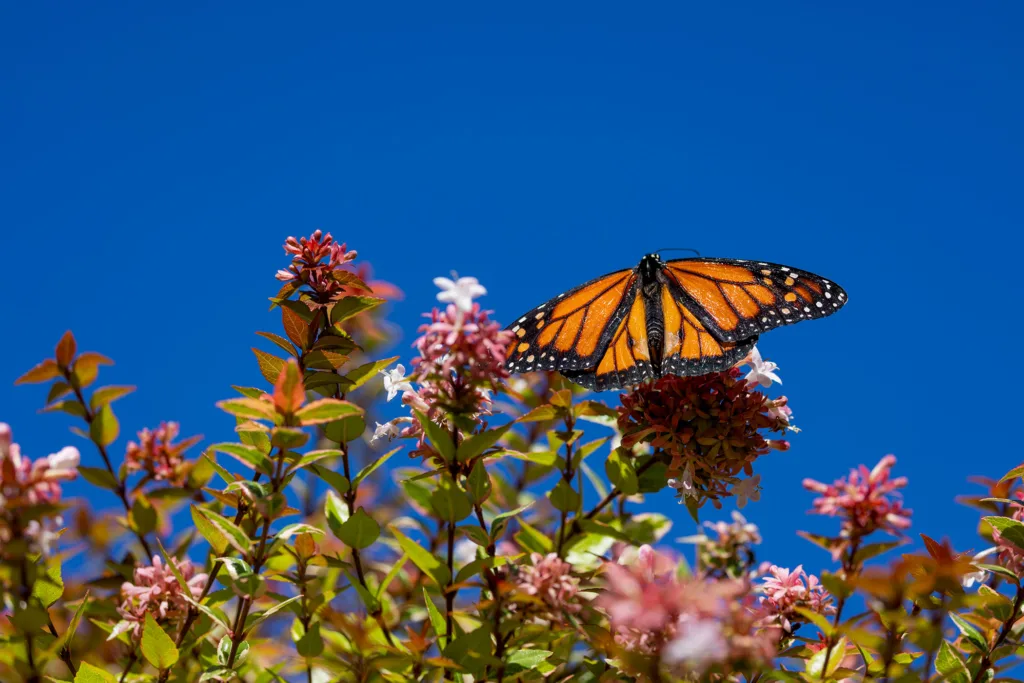 Milkweed for monarchs: How you can help support monarch butterflies