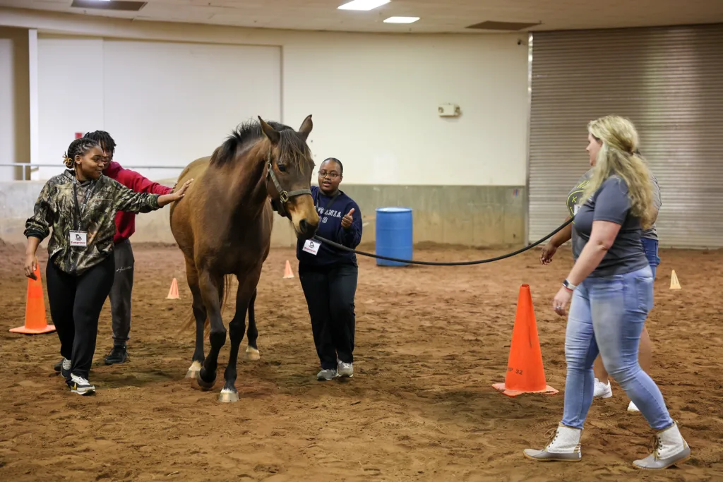 Students learning equine care and handling skills with a brown horse in an indoor arena.