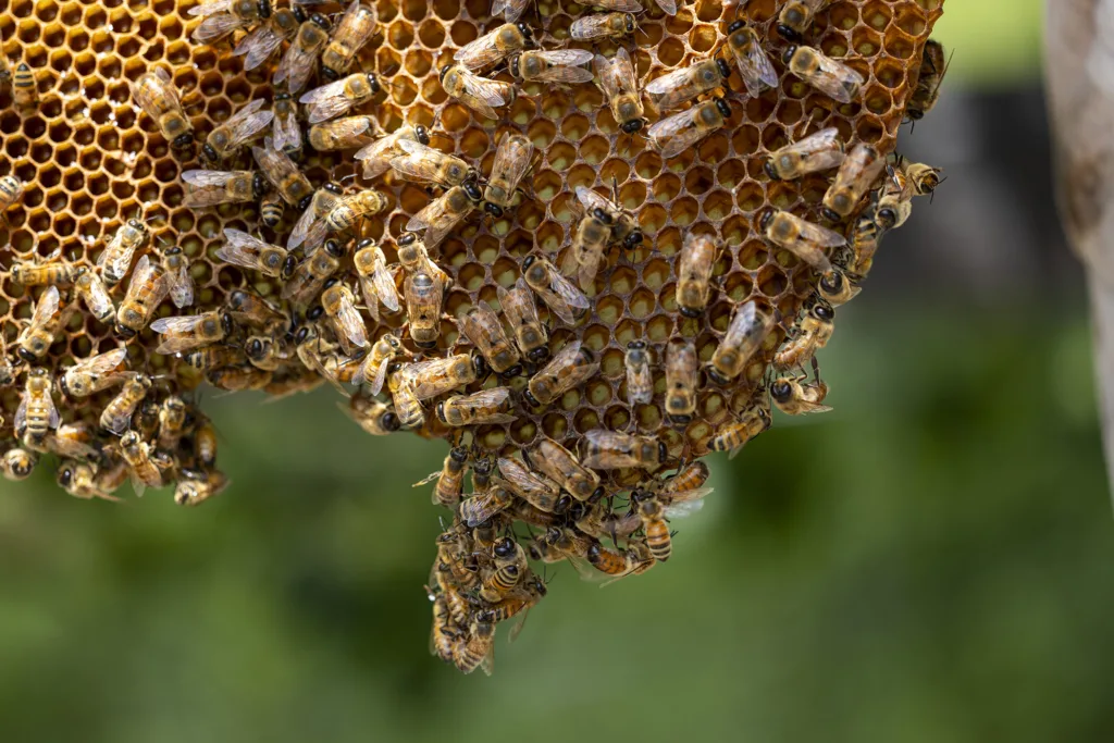The tiniest patient: Teaching veterinarians to treat bees