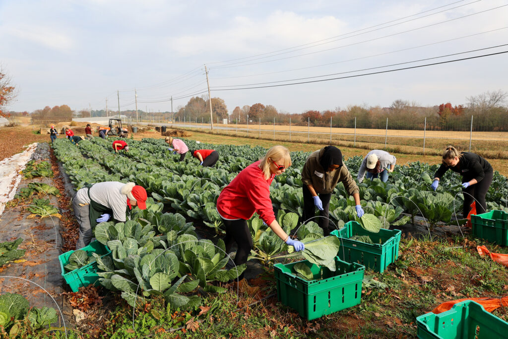 Volunteers harvest collards in rows of a large field.