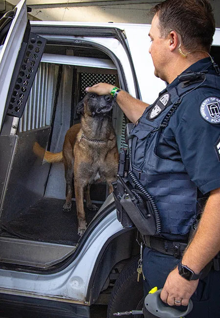 UGA Police officer pets Kira, a K-9 Belgian Malinois, standing in the back of a patrol vehicle.