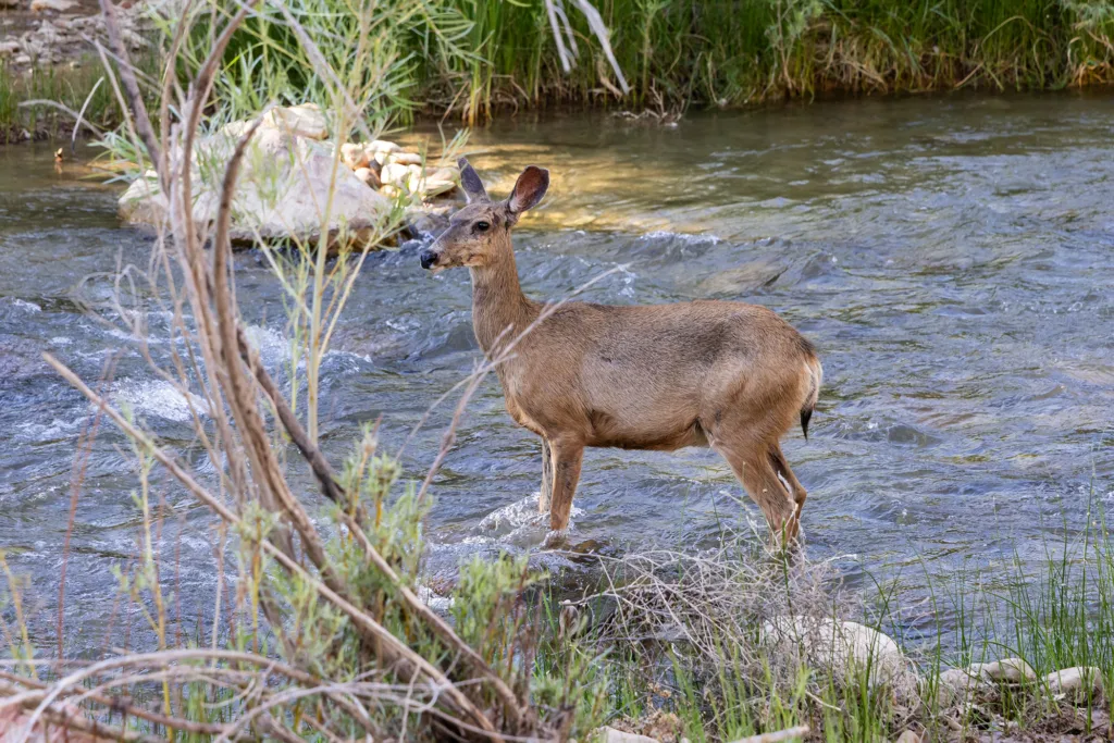 A glow up in deer communication