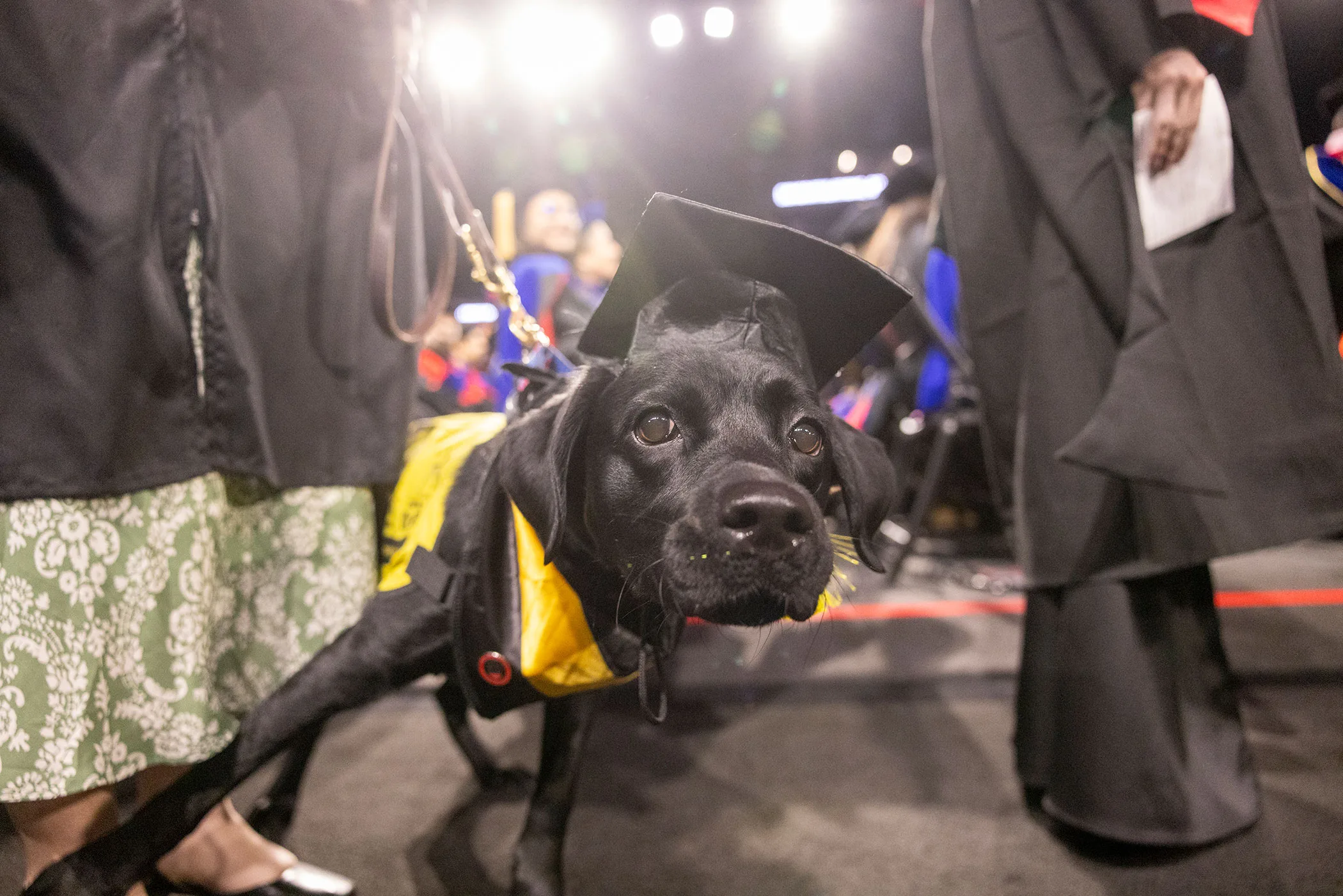 All ears: New study pinpoints what determines ear length in dogs