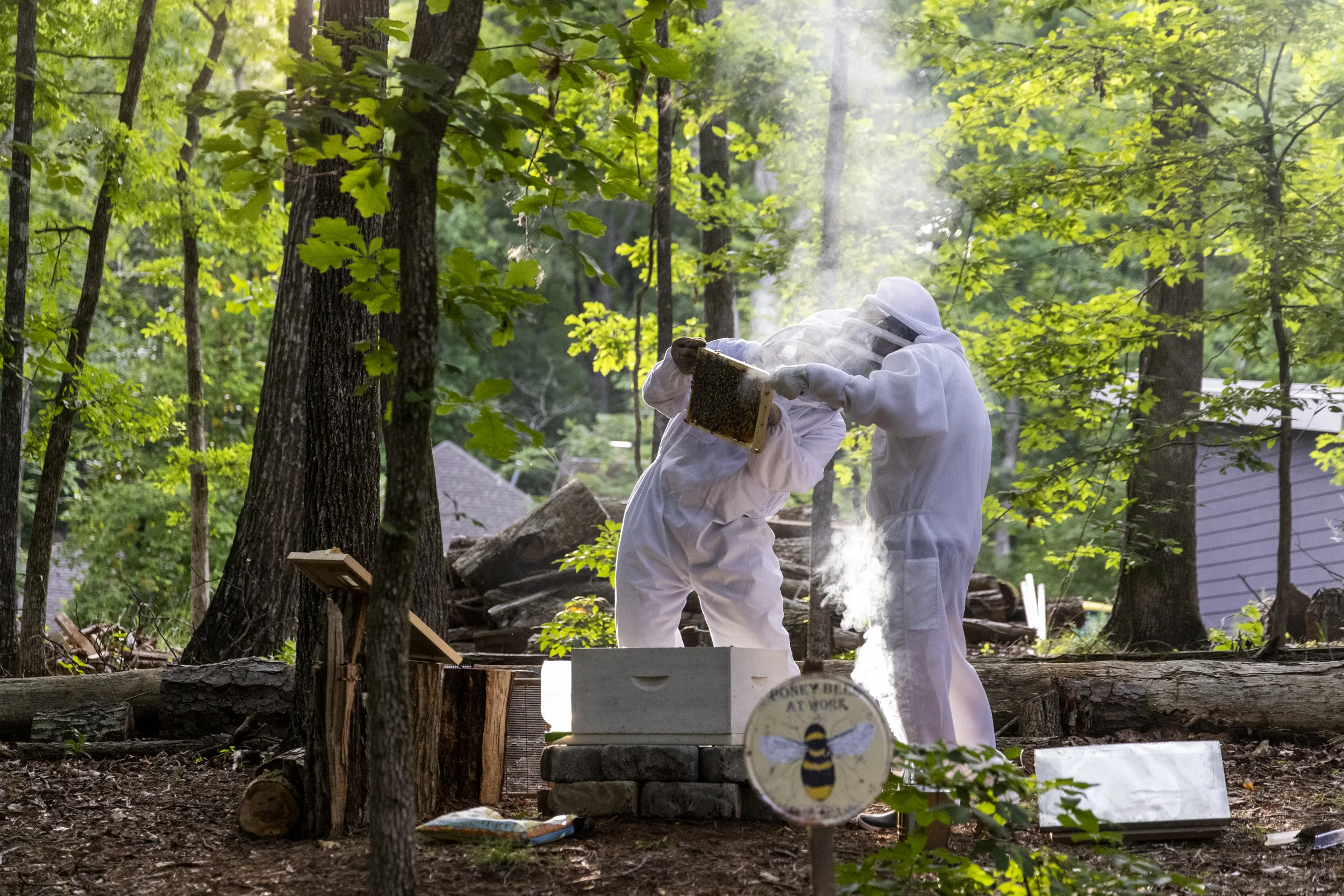 A beginner’s guide to successful beekeeping
