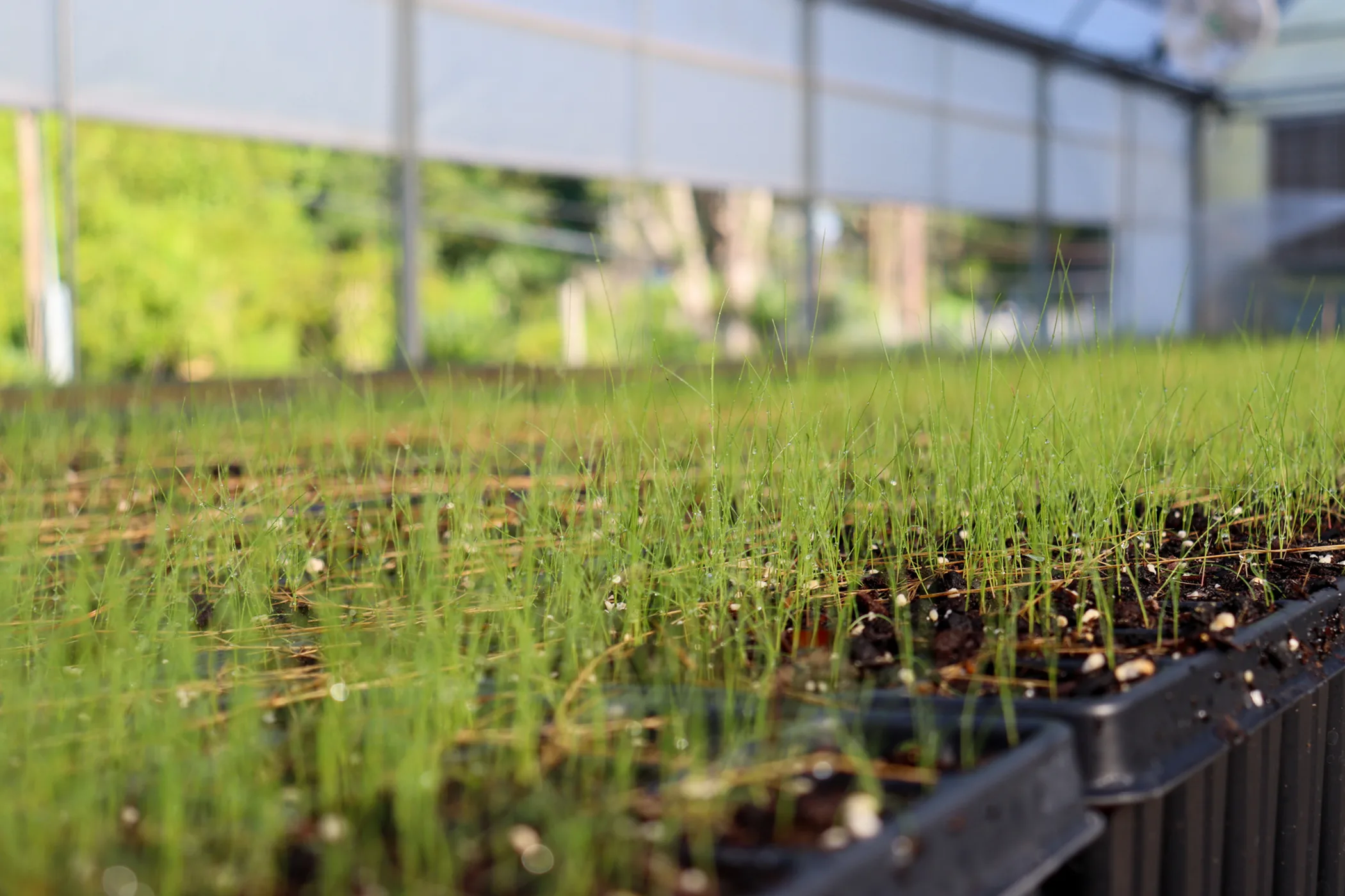 First Line of Defense