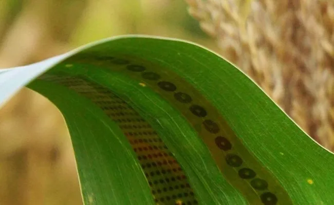 New technology lets plants tell farmers when they are thirsty