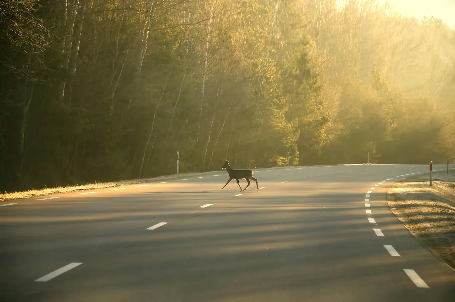 UGA researchers engineer safer road crossings for wildlife and people