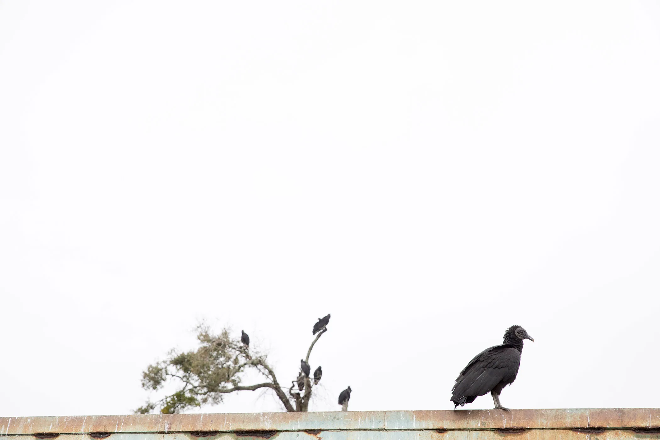 Black vultures sitting on the edge of dumpster at the Jekyll Island Landfill.