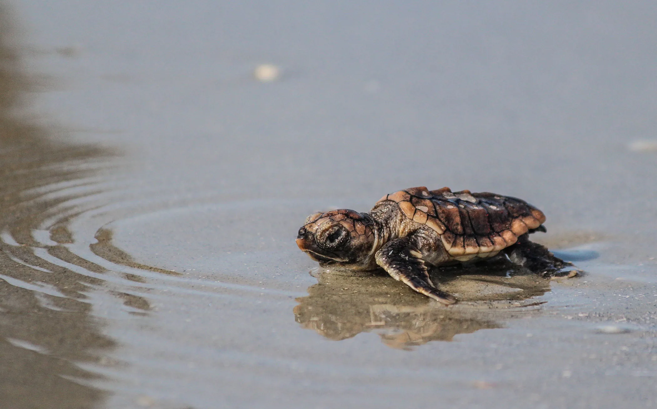 Tracking male sea turtles just got easier