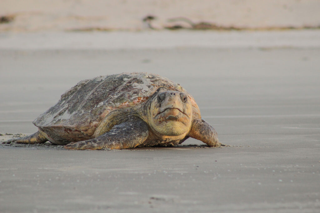 A nesting loggerhead turtle stares directly into the camera on a beach.