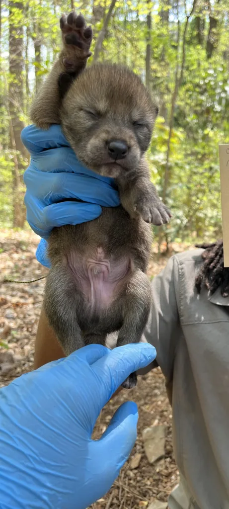 A coyote pup stretches in the hands of researchers.