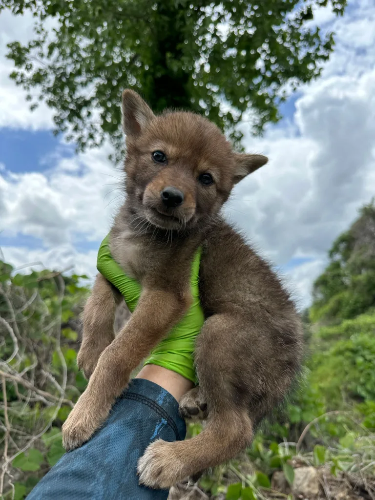A wildlife specialist holds a coyote pup.