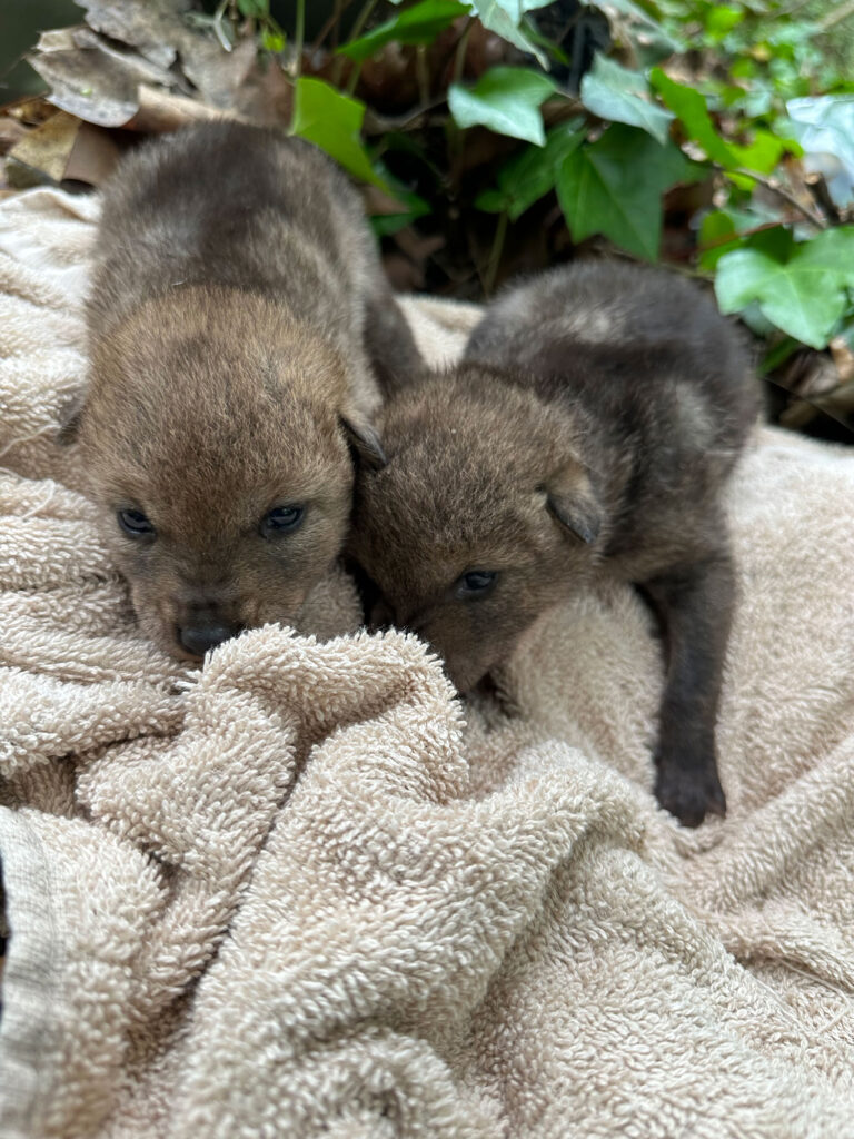 Two coyote pups on a blanket.
