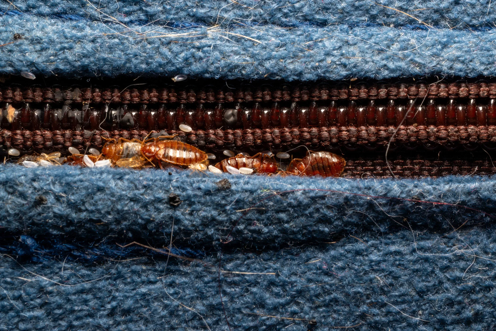 How to check for bedbugs and avoid bringing them home