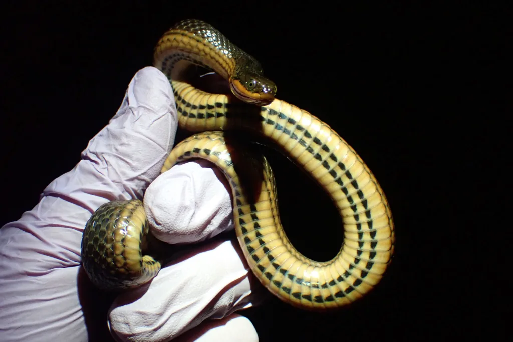 Rattlesnakes face increased risk of deadly infections