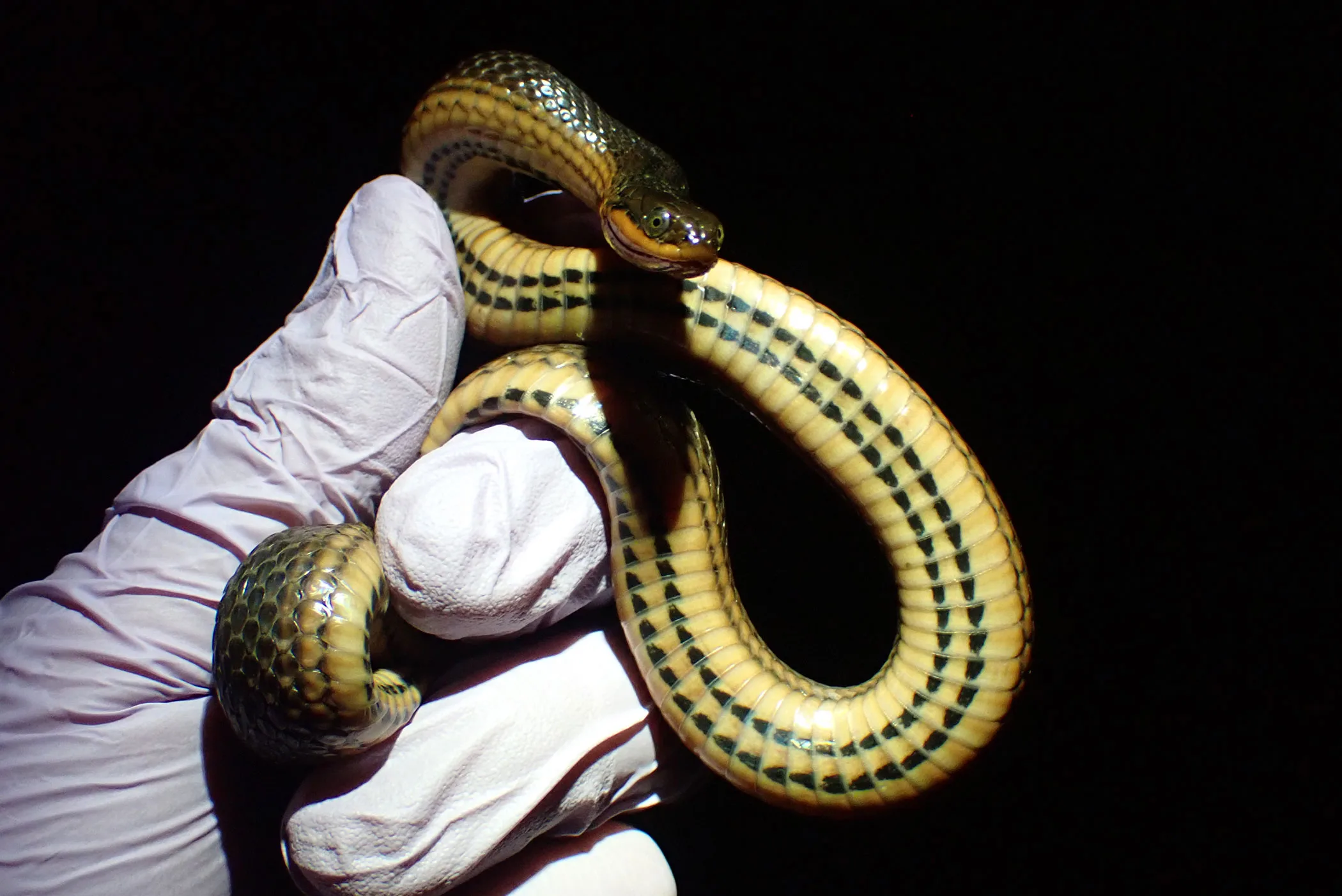 Rattlesnakes face increased risk of deadly infections