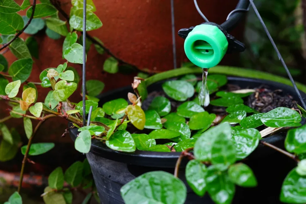 Georgia drought guide: How to conserve water and protect your landscape