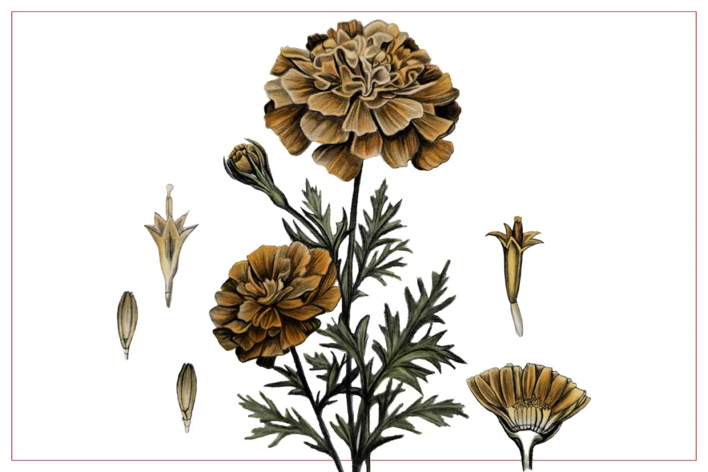 Could marigolds be the next superfood?