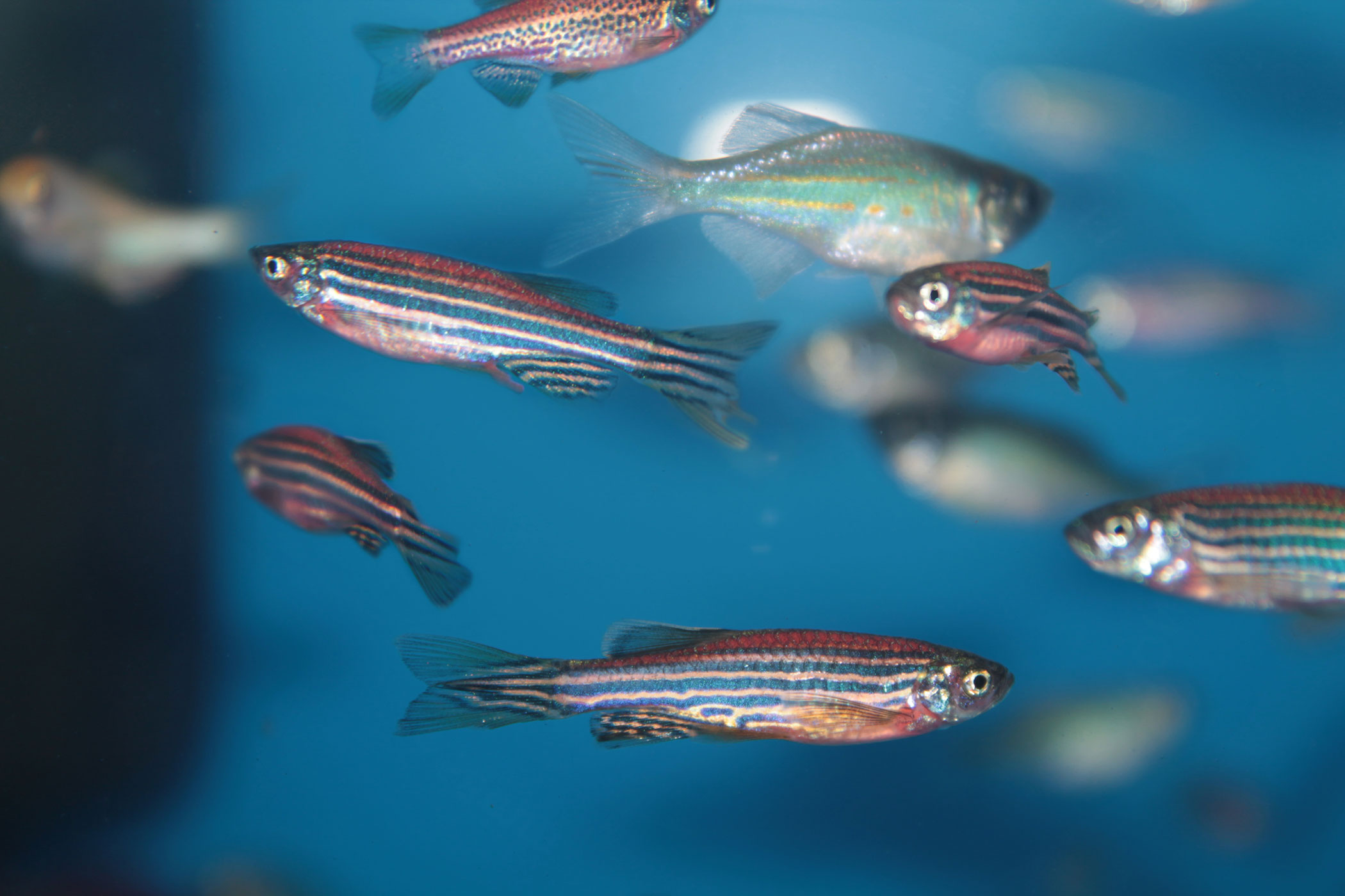 UGA Researchers Develop 3D Imaging System to Capture Seizures