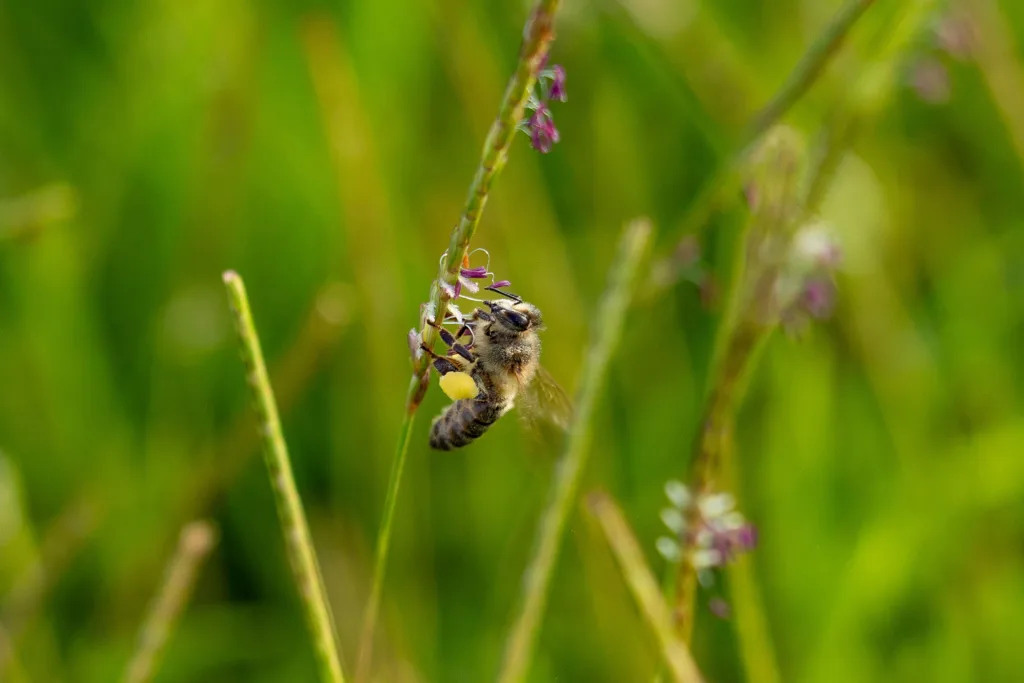 A bee gathers pollen from flowering centipedegrass. 