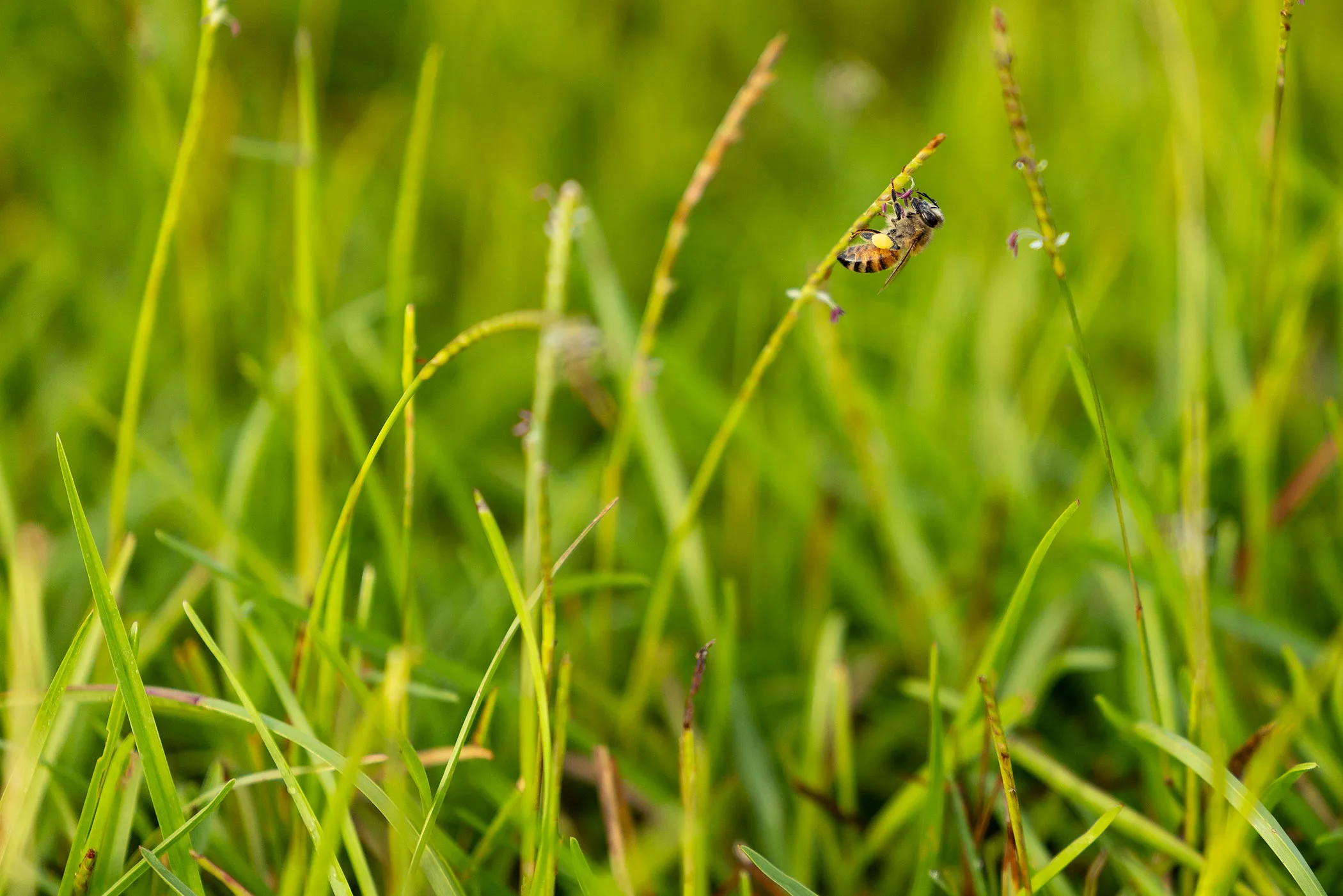 A honeybee collects pollen from the bloom of centipedegrass on a research plot at the Turfgrass Facility in Athens, Georgia.