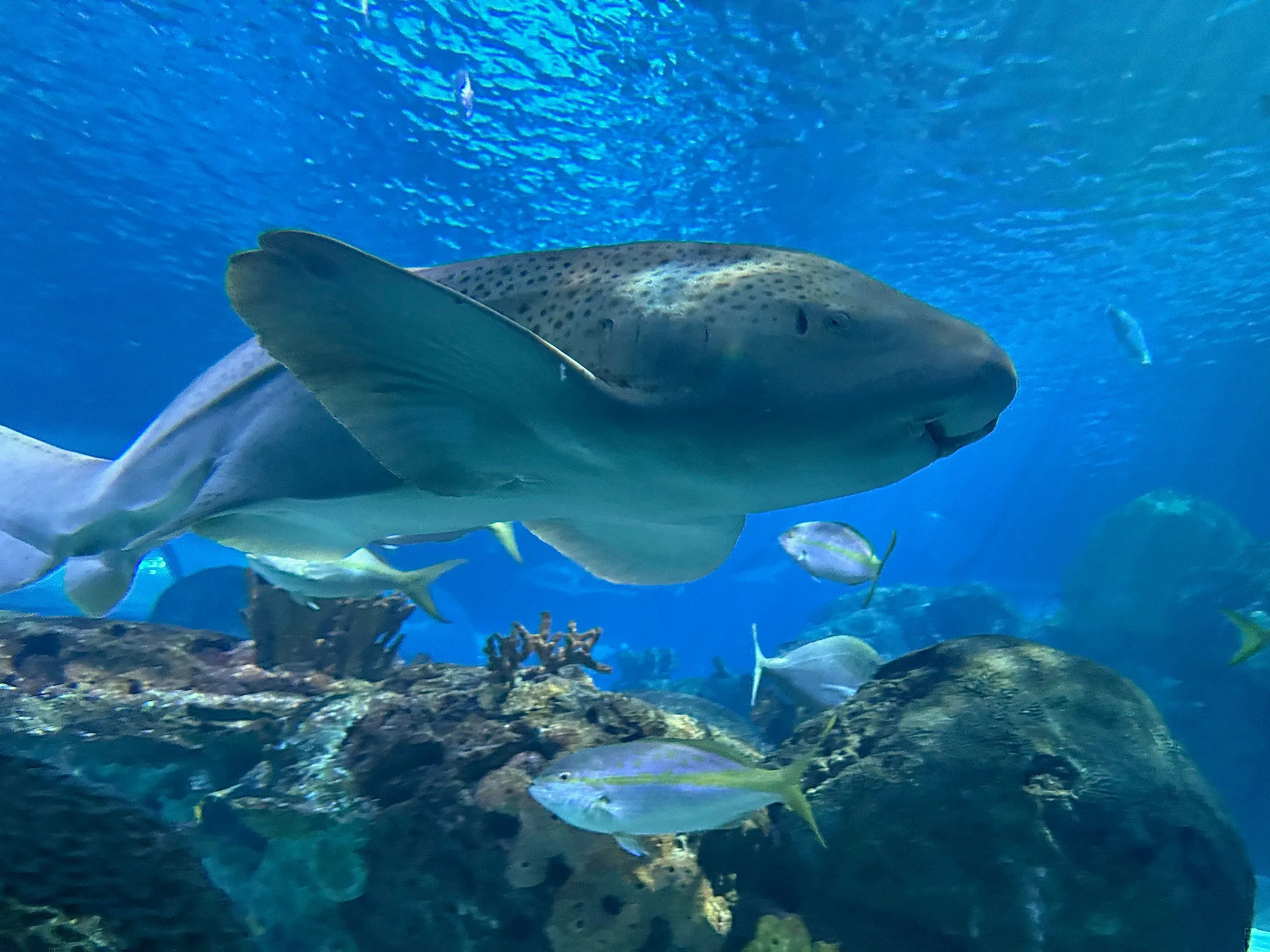 サメのDNAが老化の仕組みを解明する手掛かりに（Shark DNA could hold answers to how we age）