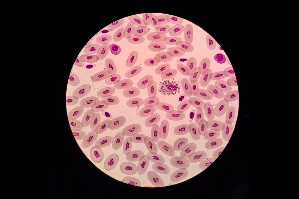A closeup of red blood cells.