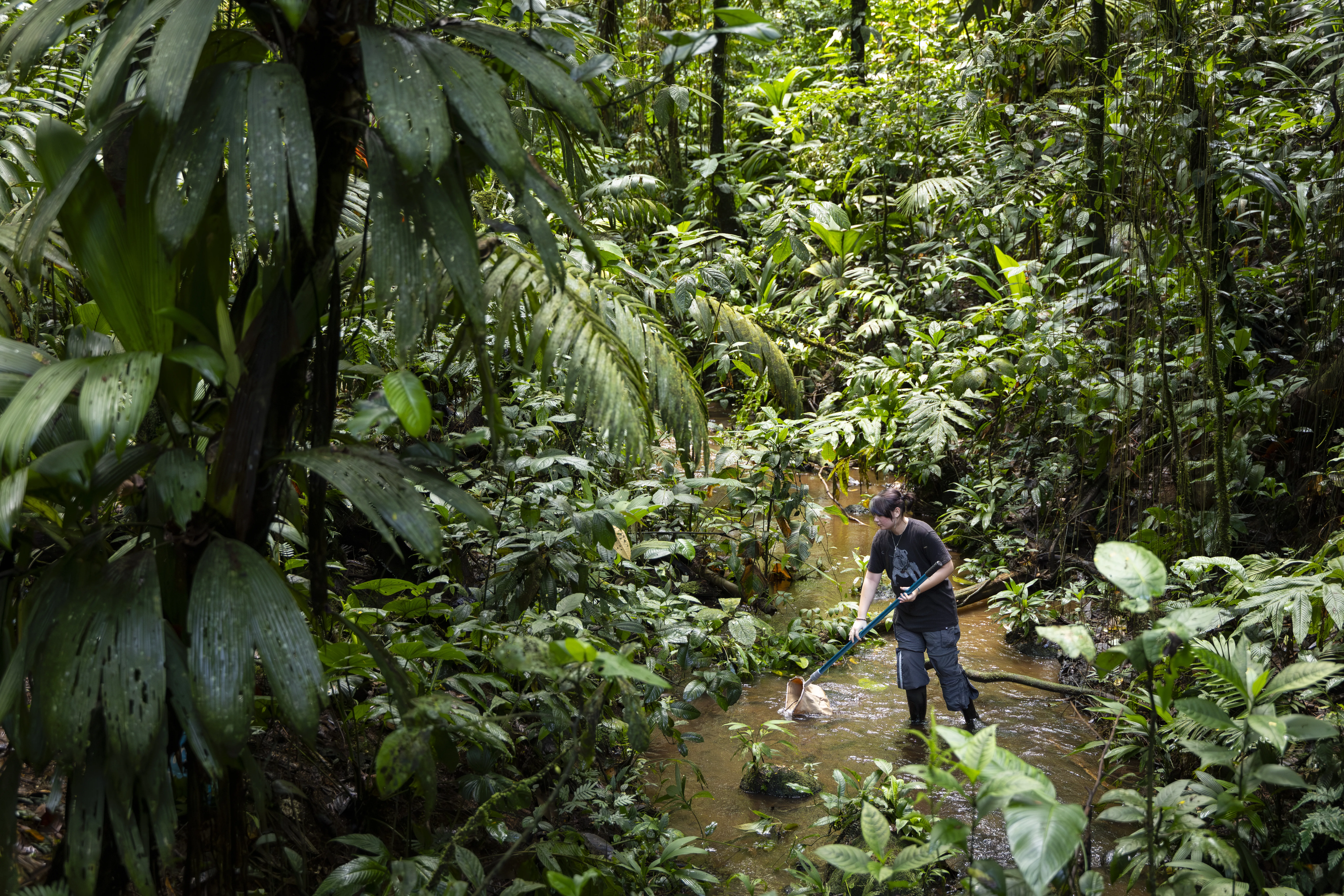 Welcome to the Jungle