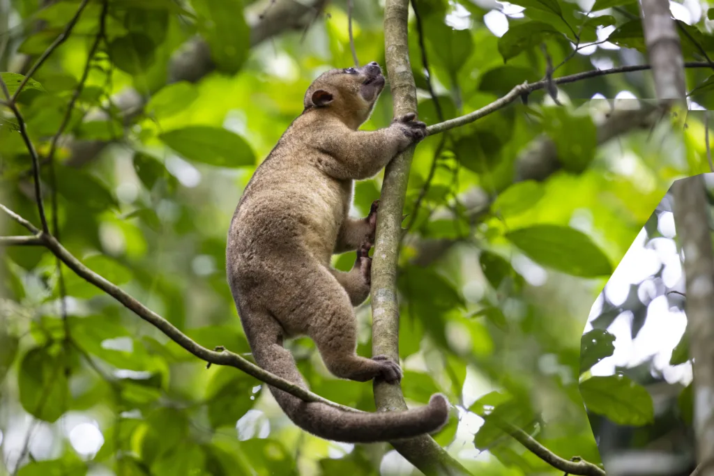 A brown, furry kinkajou climbs a leafy tree.