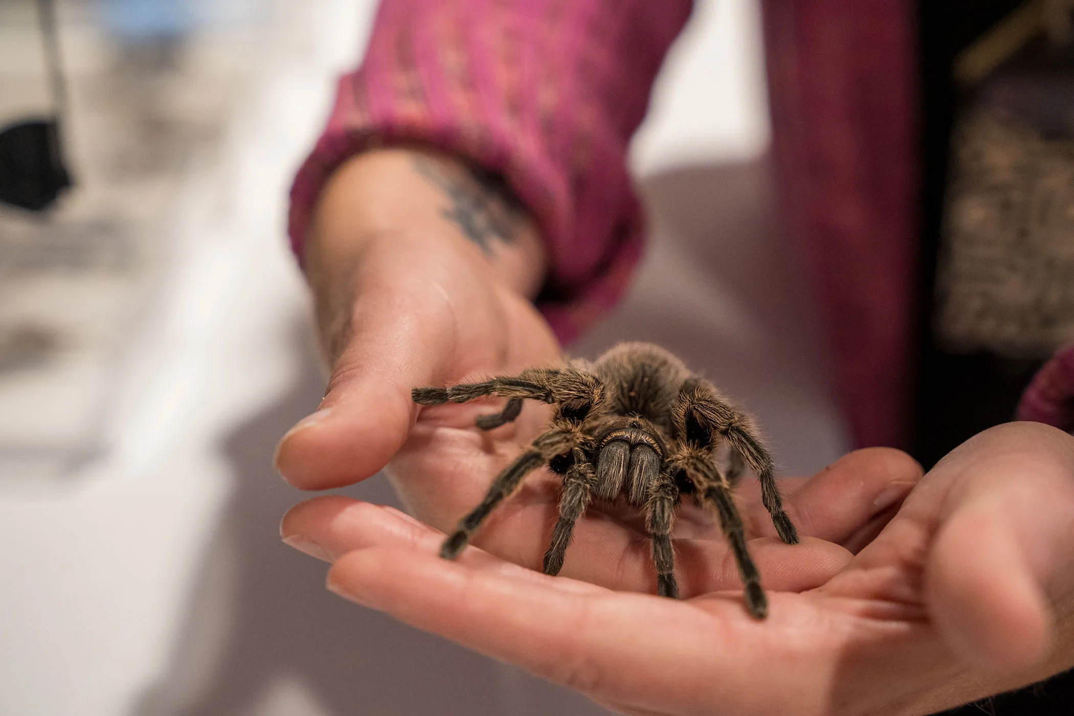 Creepy, crawly critters