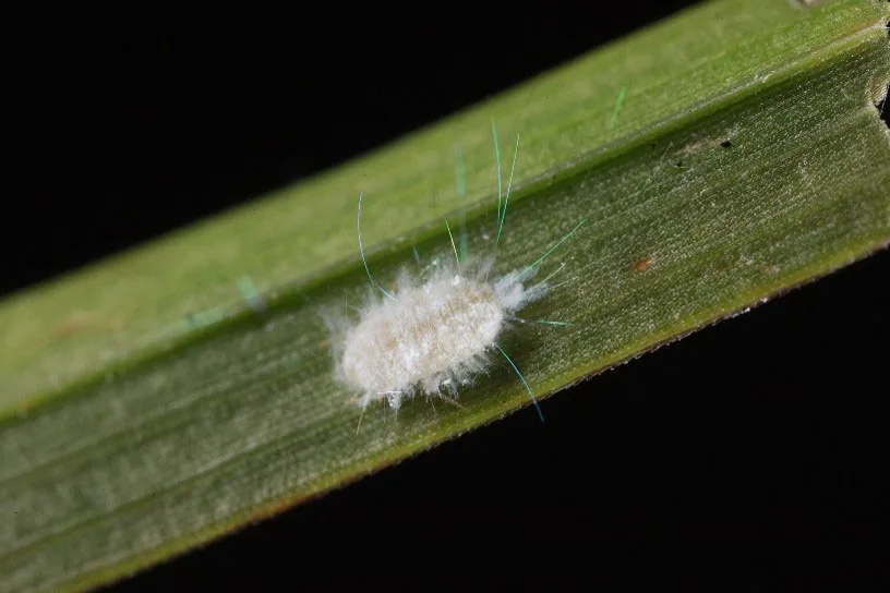 It’s tiny, fuzzy and kind of cute. But it could cause serious problems for Georgia.