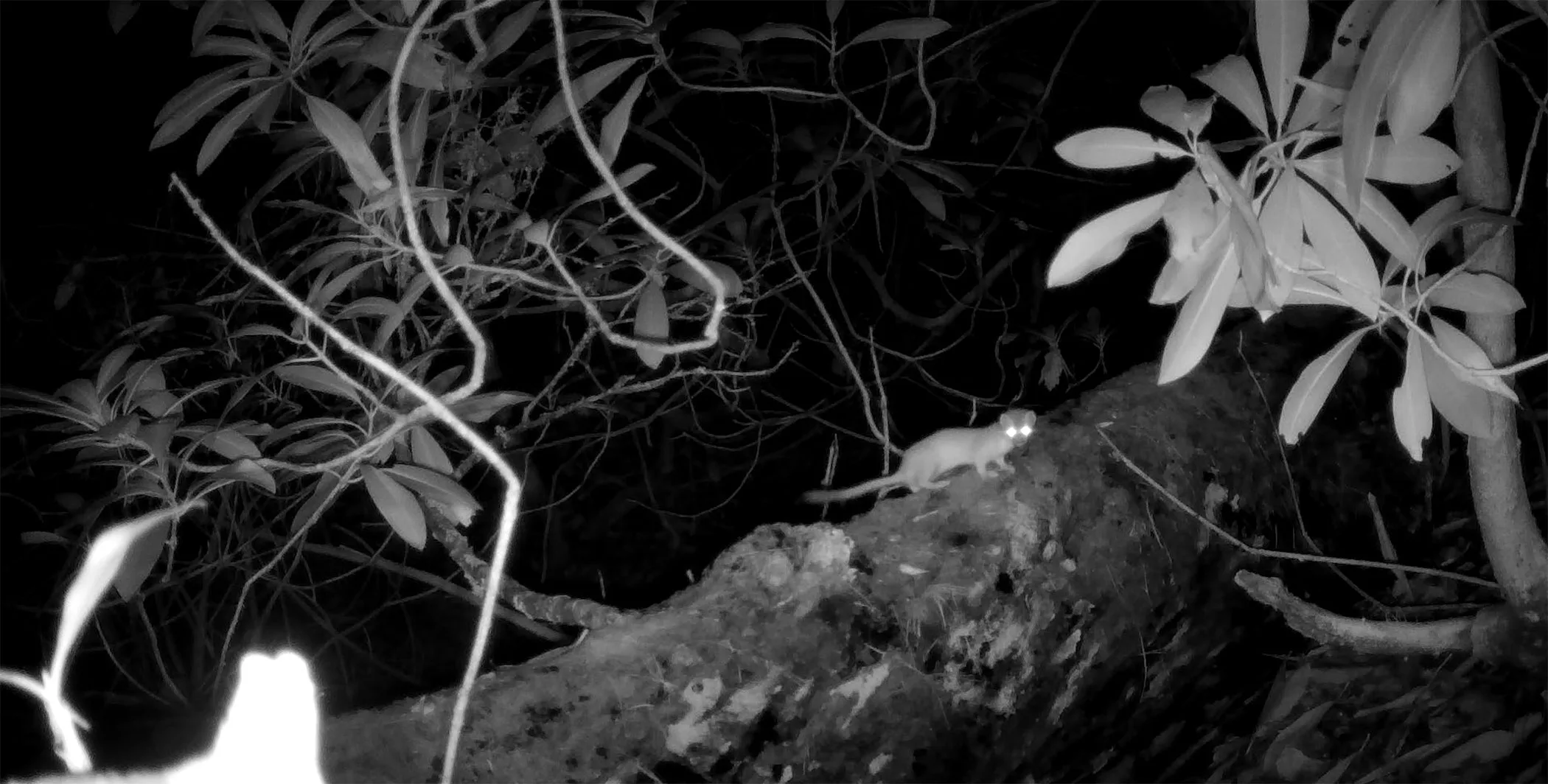 There are weasels in Georgia