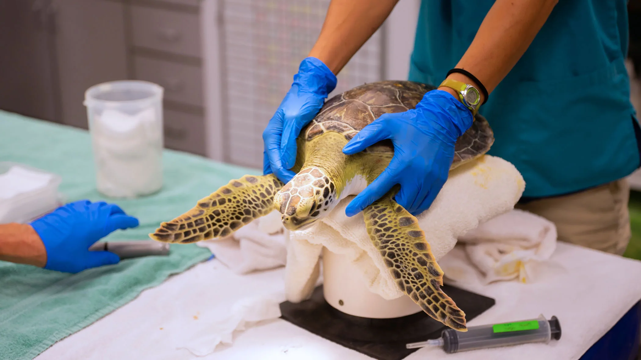 UGA researchers identify 19 viruses in sea turtles