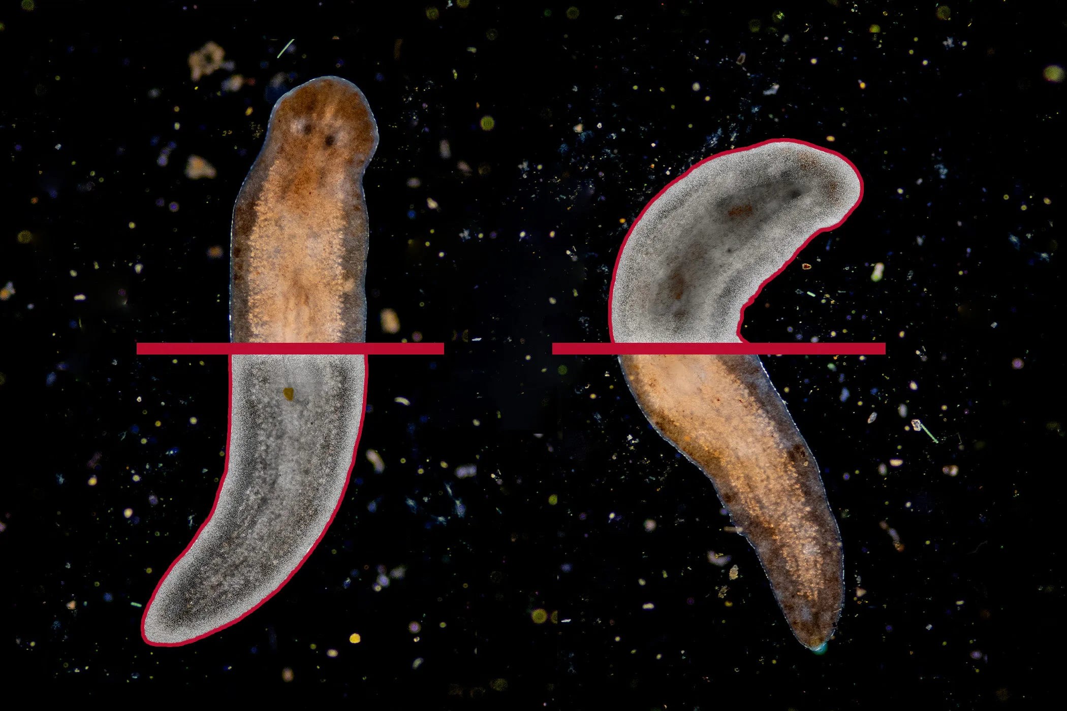An illustration depicting how a flatworm regenerates its body.