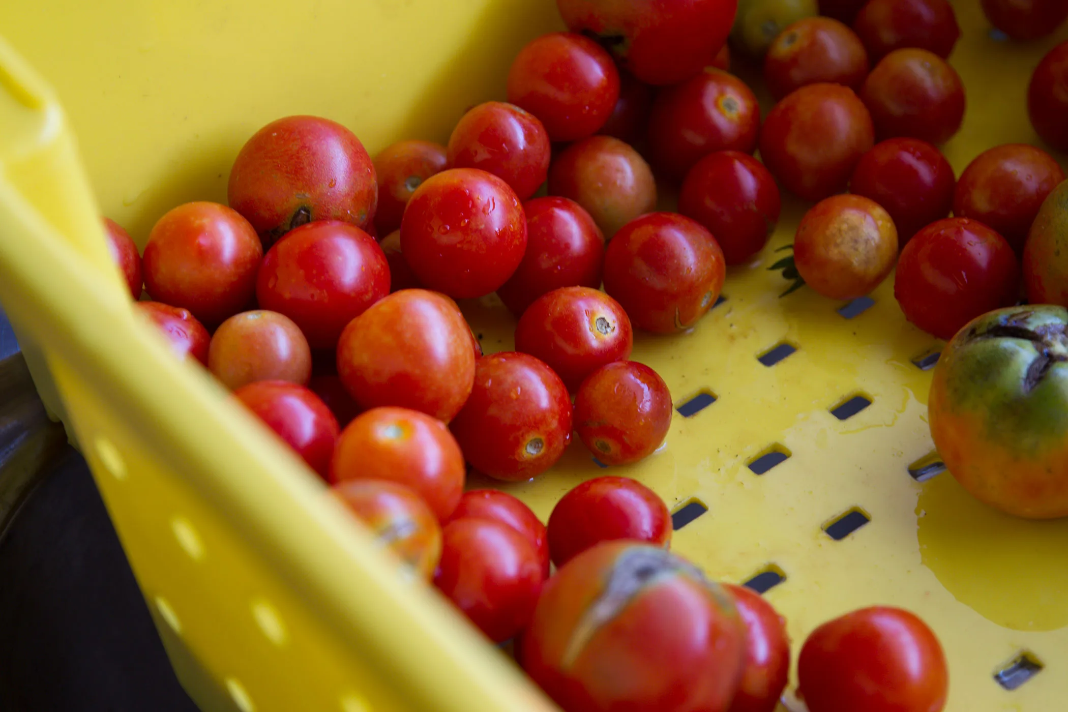 Why tomatoes don’t taste as good anymore