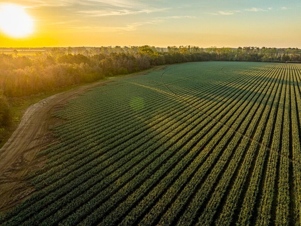Growing Georgia’s signature sweet onion