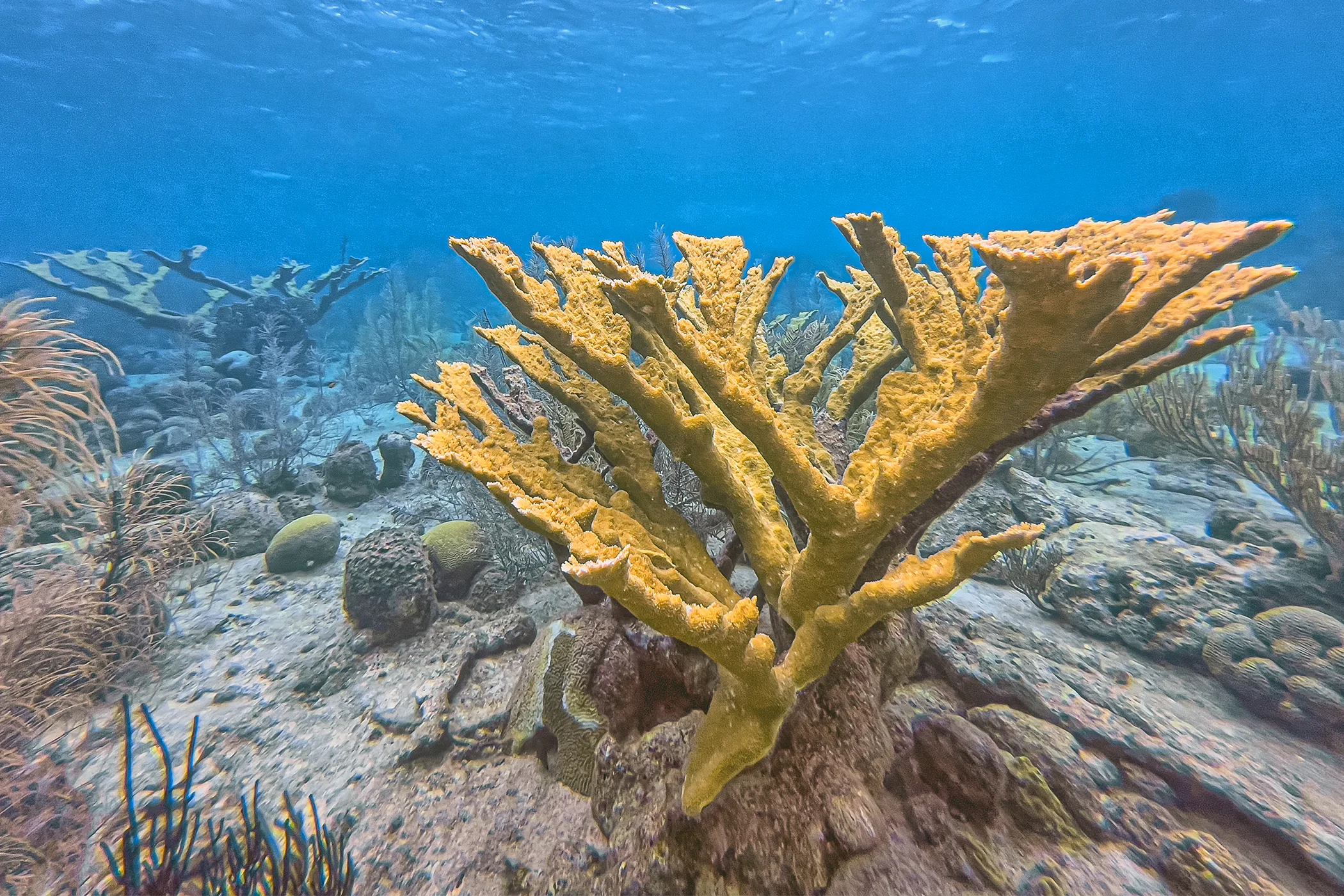 Warmer oceans and increasing disease put coral reefs at risk
