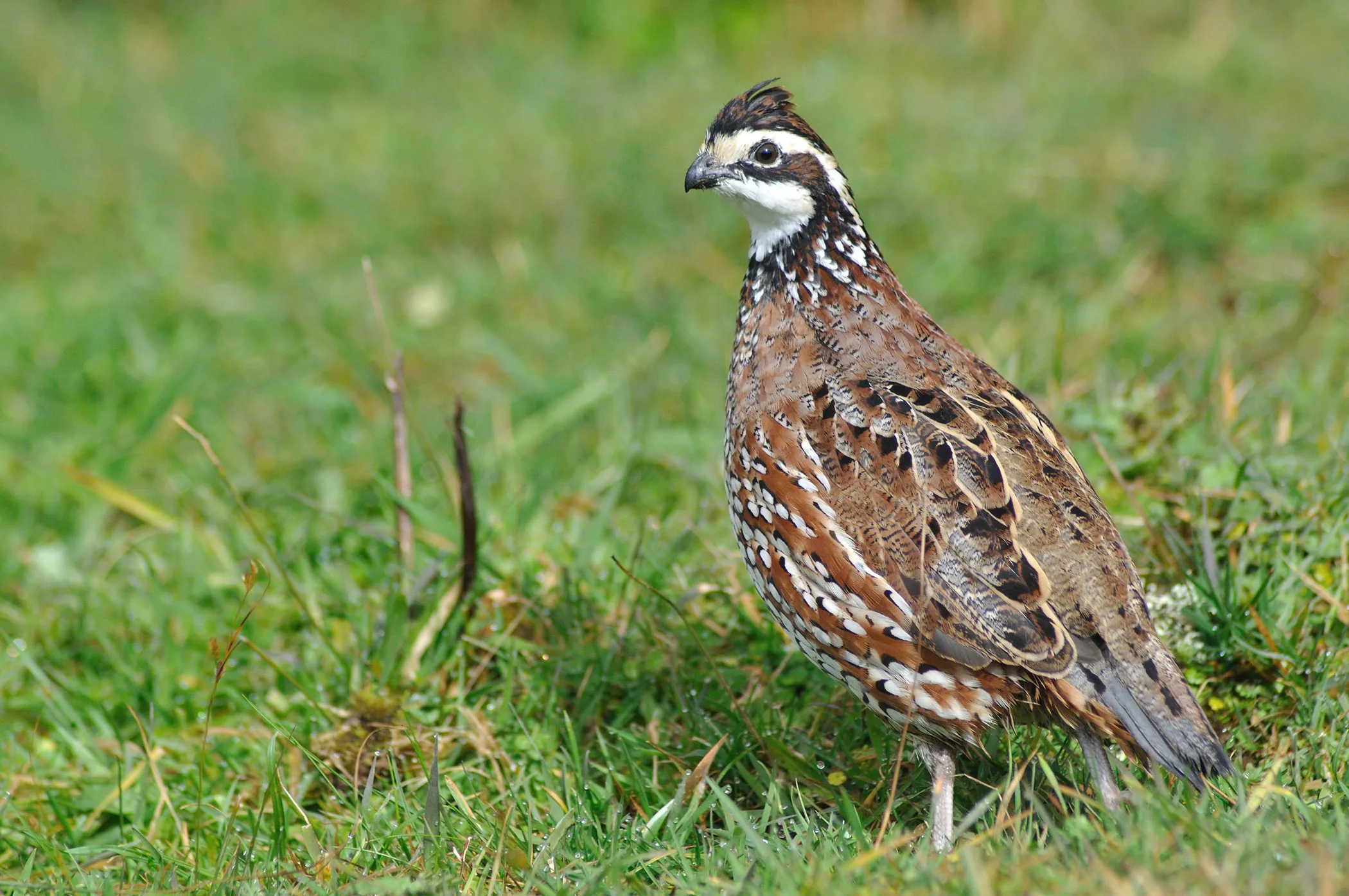 Increasing woody vegetation may boost populations of Georgia’s gamebird