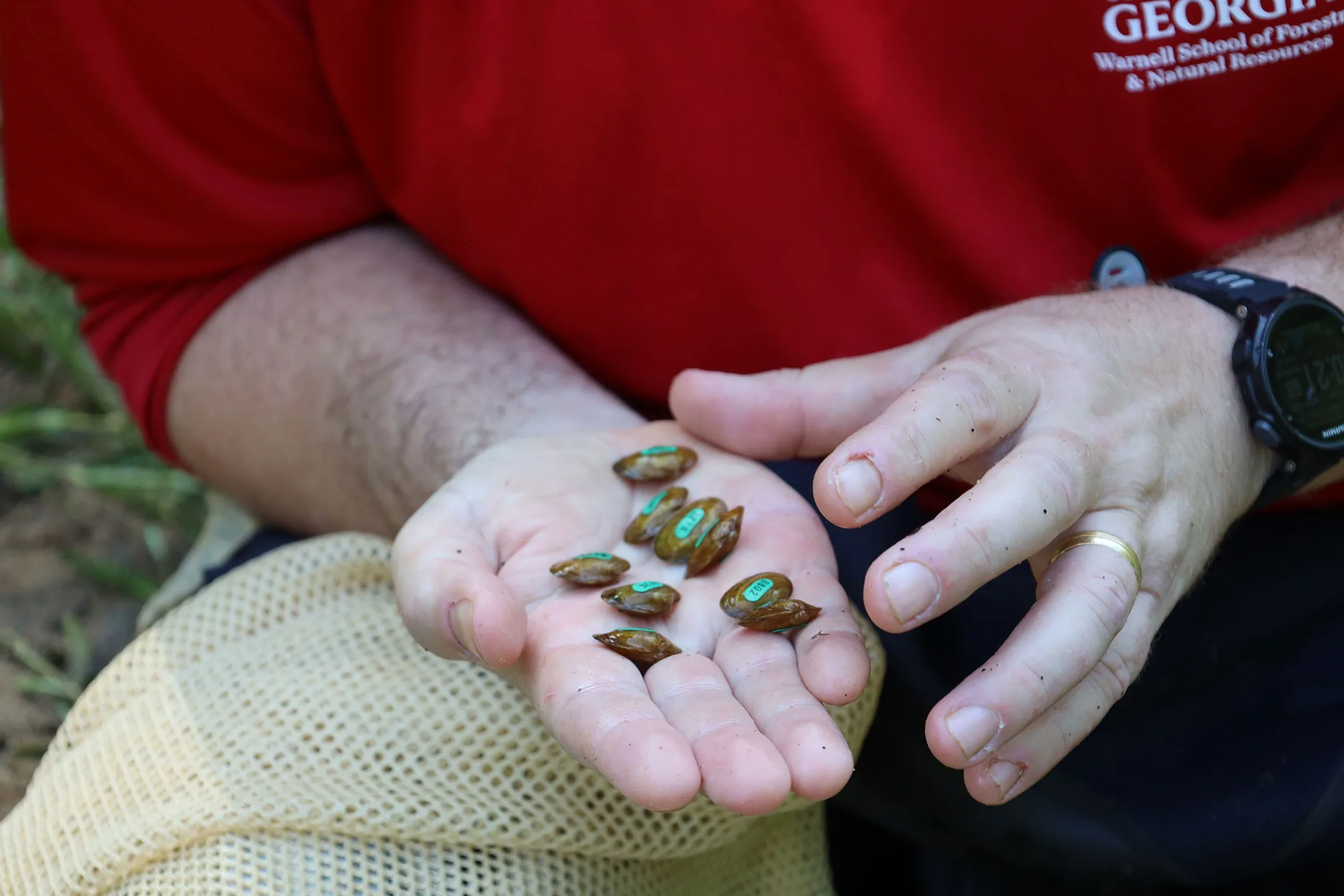 Restoring mussels in North Georgia’s Conasauga River