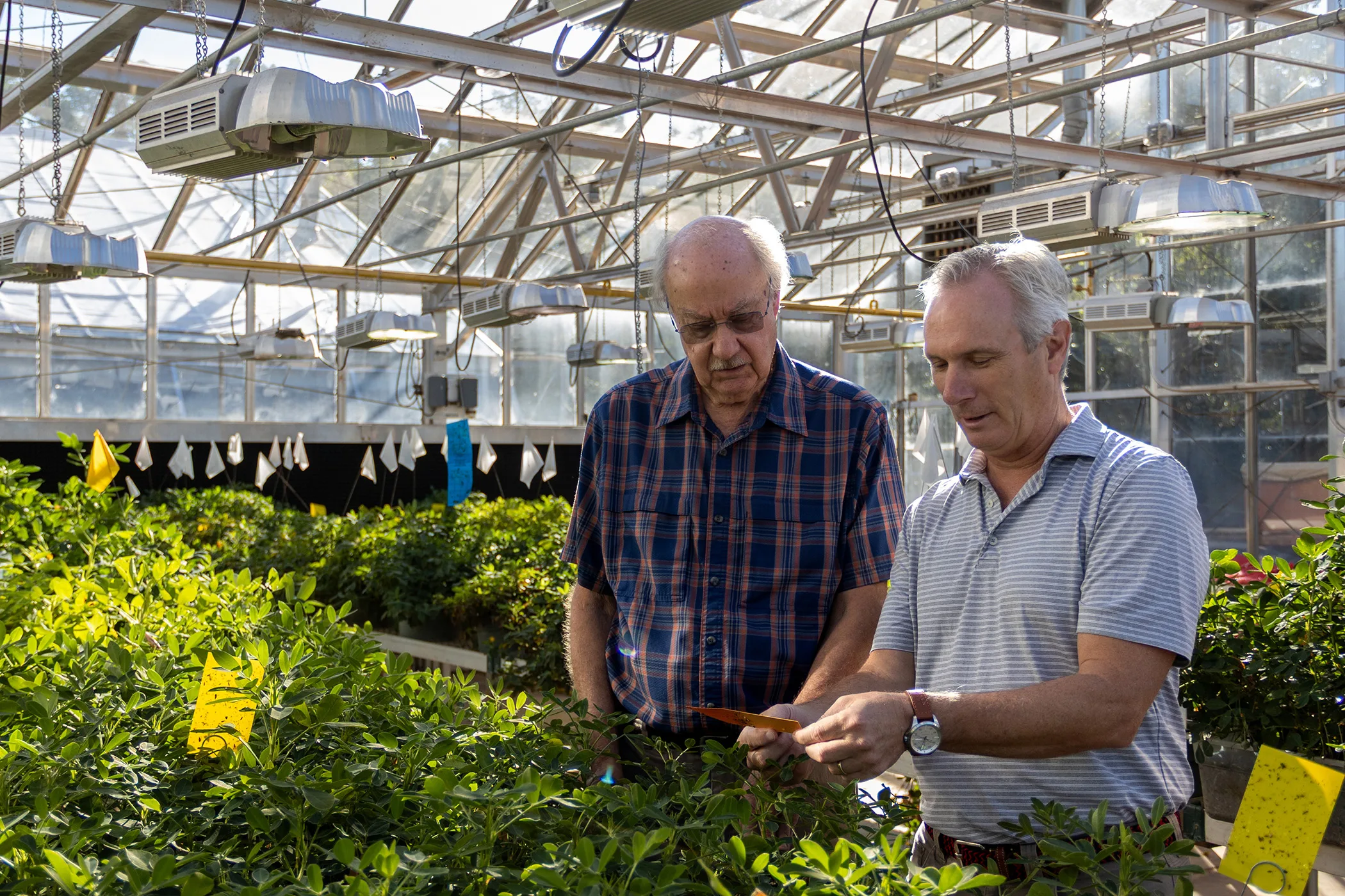 University of Georgia to lead new Feed the Future Innovation Lab for Peanut